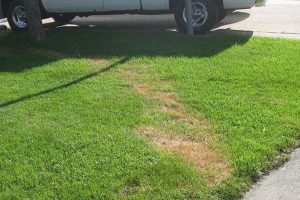 brown patches lawn