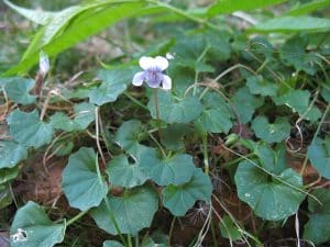 Viola Hederacea Native Violet