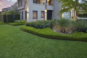 Buffalo vs Kikuyu What's the Difference