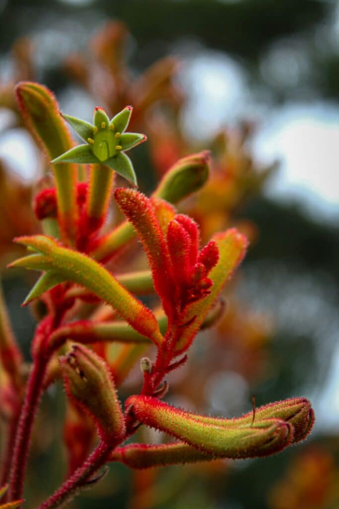 Perth Friendly Plants That Love The Poolside