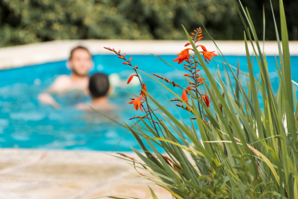 The Best Plants For Around a Pool in Perth