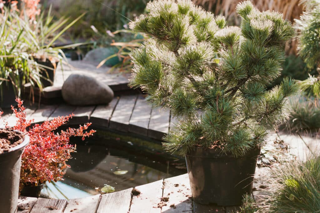 Gardens That Dont Need Babysitting
