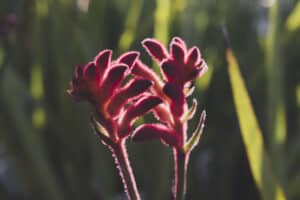 Native Plants Perfect For Perth Gardens